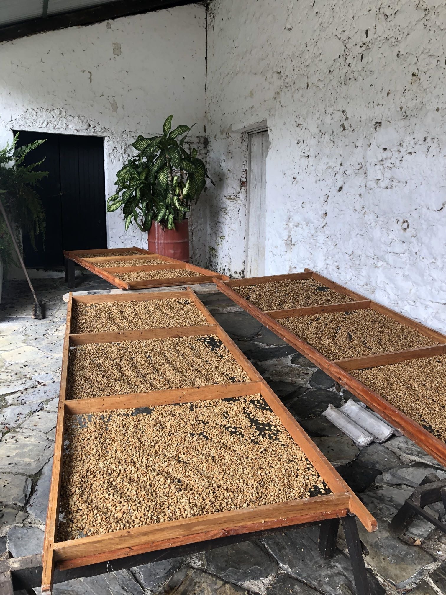 New Season Decaf - El Motmot Mexico Organic