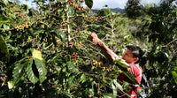 Selva Negra Coffee Estate