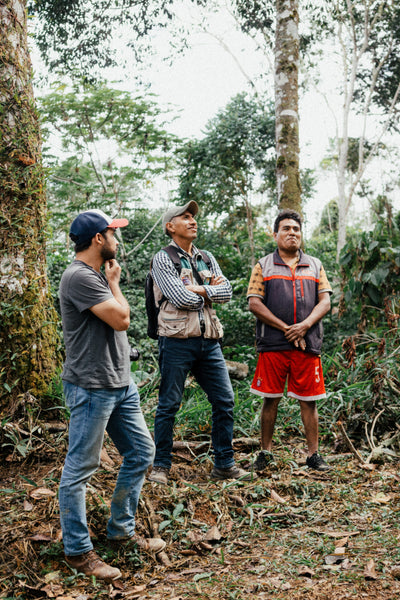BOLIVIA ORGANIC - SPRING RELEASE MICROLOT