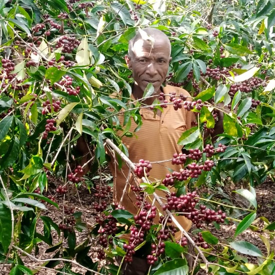 ETHIOPIA YIRGACHEFFE - MR MENGECHE DERSO - FILTER