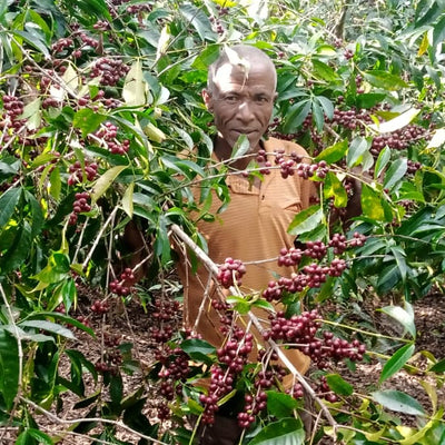 ETHIOPIA YIRGACHEFFE - MR MENGECHE DERSO - FILTER