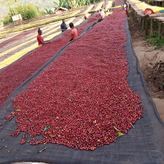 ETHIOPIA YIRGACHEFFE - MR MENGECHE DERSO - FILTER