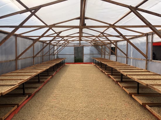 SUMATRA PUTRA GAYO ~ Exceptional Special Release