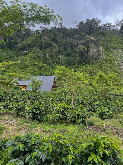 Sumatra Putra Gayo ~ Exceptional Special Release