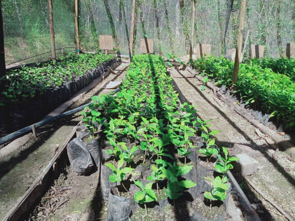 SPONSOR A TIMOR COFFEE TREE