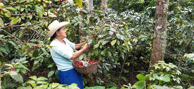 PERU CAFE FEMENINO ORGANIC