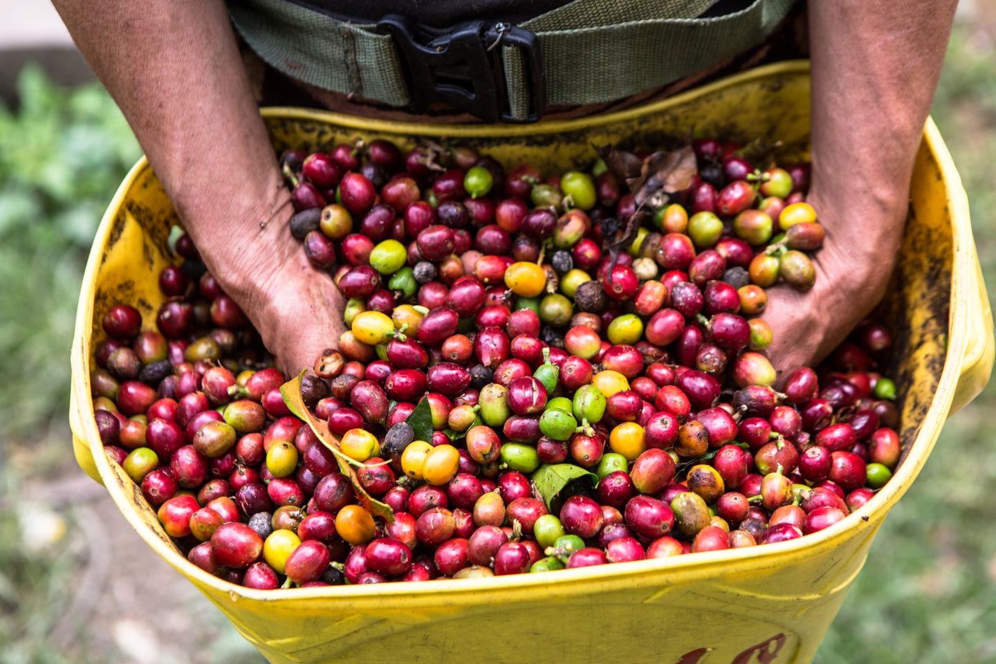 WILTON BENITEZ - COLOMBIA RED BOURBON FILTER - LIMITED RELEASE