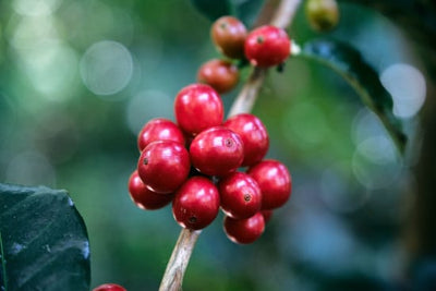 Cascara Tea Costa Rica