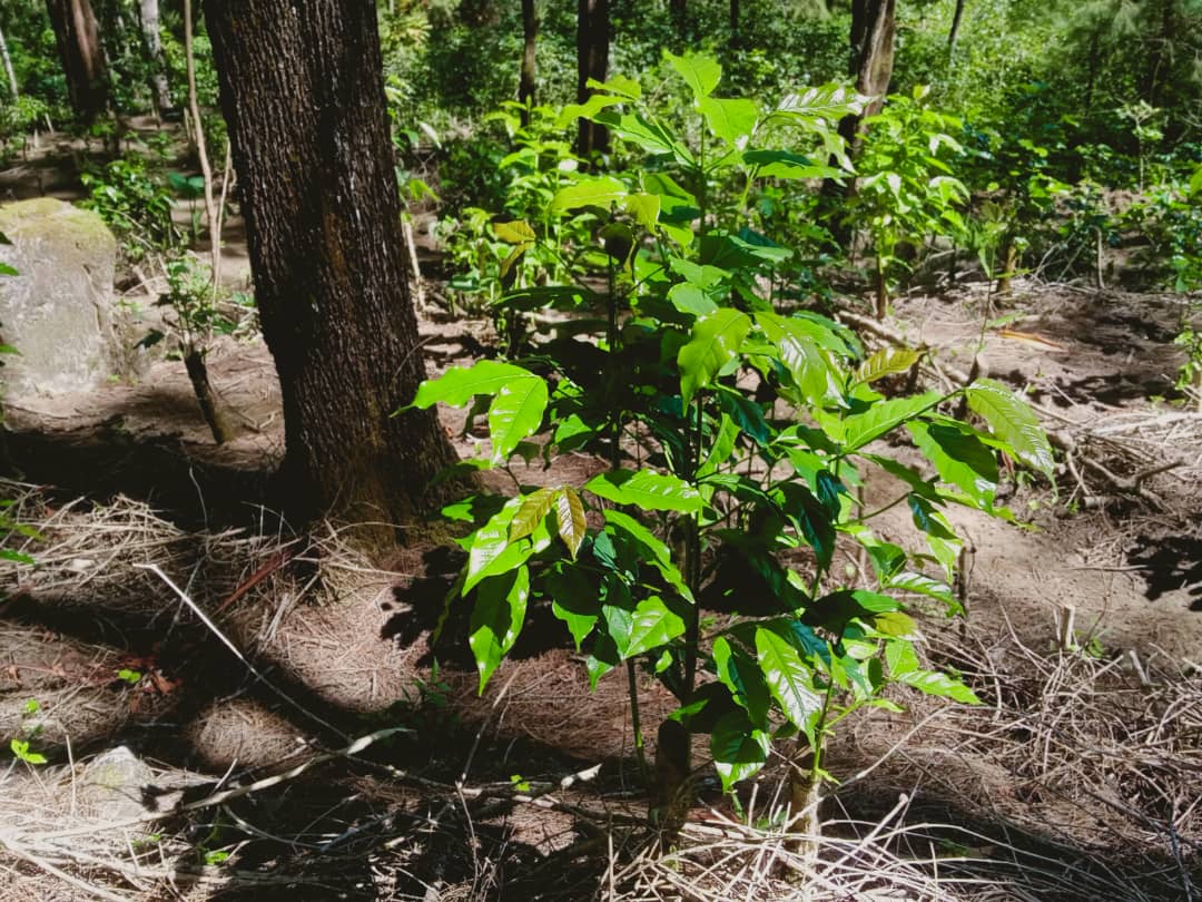SPONSOR A TIMOR COFFEE TREE